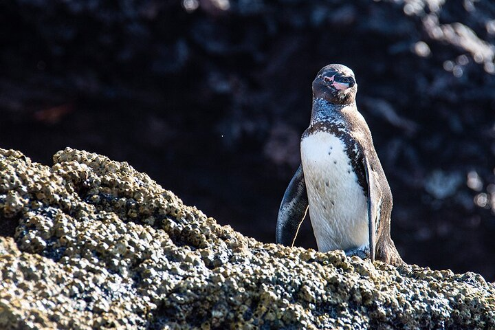 Bartolome Island on Board of Sea Lion Yacht (Tue / Fri) - Photo 1 of 6